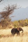 Elephant walks through grass — Stock Photo