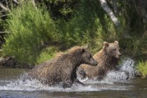 Два бурых медведя преследуют лосося — стоковое фото