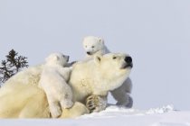 Dos cachorros de oso polar - foto de stock