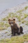 Filhote de primavera urso marrom costeira — Fotografia de Stock