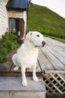 O cão senta-se na varanda de madeira — Fotografia de Stock