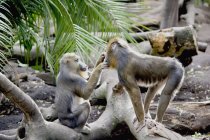 Monkey grooming another monkey — Stock Photo