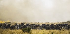Zebras and wildebeest in grass — Stock Photo