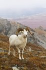 Bélier des moutons Dall — Photo de stock