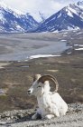 Dall Sheep Ram reposant sur le bord de la route — Photo de stock