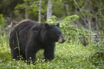 Urso negro alimentando-se de trevo — Fotografia de Stock