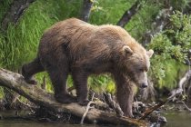Brown bear walks — Stock Photo