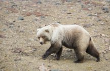 Urso marrom caminha através de cascalho — Fotografia de Stock