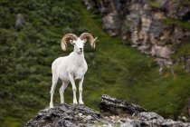 Dall Ram Standing on a Rock Outfrop Facing Forward — стоковое фото