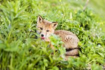 Red Fox-Pup — стокове фото
