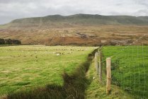 Pâturage des moutons dans les champs — Photo de stock
