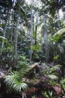 Полутропические леса в национальном парке — стоковое фото