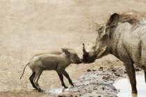 Baby warthog kissing mother — Stock Photo