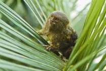 Pygmäenäffchen auf Blättern — Stockfoto
