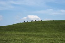 Vaches broutant dans le champ — Photo de stock
