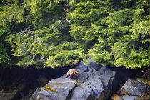 Urso pardo emerge da floresta — Fotografia de Stock