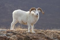 Dall Sheep Ram, Parque Nacional Denali - foto de stock