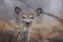 Deer standing In Brush — Stock Photo
