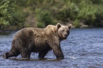 Urso caminha rio abaixo raso — Fotografia de Stock
