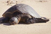 Черепаха на песчаном пляже — стоковое фото