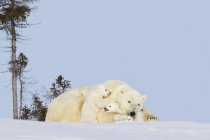 Polar bear sow and cubs s — Stock Photo