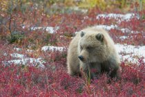 Brown bear cub — Stock Photo