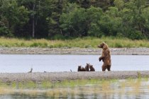 Urso pardo Sow carrinhos perto do Rio — Fotografia de Stock