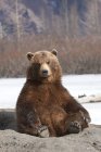Urso marrom senta-se em sua protuberância — Fotografia de Stock