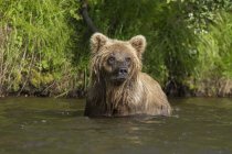 Молодий коричневий ведмідь — стокове фото