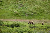Porca de urso marrom com filhotes — Fotografia de Stock