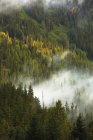 Brume matinale sur flanc de montagne boisé — Photo de stock