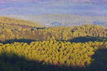 Катящиеся холмы и сосновые леса — стоковое фото