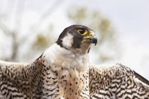 Falcon mirando hacia otro lado - foto de stock