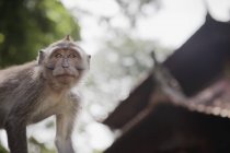Mischevious macaques monkeyst — Stock Photo