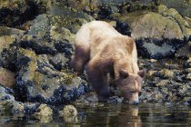 Grizzlybär trinkt Wasser — Stockfoto
