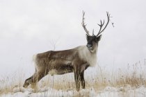 Bull caribou in piedi sulla cima della collina — Foto stock