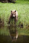 Медвежонок гризли собирается пить воду — стоковое фото