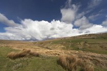 Grasfelder und sanfte Hügel — Stockfoto