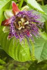Fiore sorprendente e intricato — Foto stock