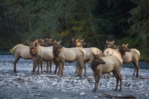 Cow elk in the evening light — Stock Photo