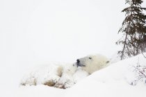 Белый медвежонок — стоковое фото