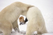 Polar bears wrestling — Stock Photo