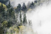 Trees in forest shrouded in cloud — Stock Photo