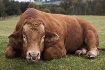 Kuh mit Nasenring — Stockfoto