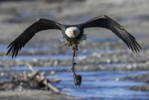 Aquila calva che trasporta salmone — Foto stock