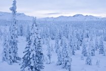Línea de árboles de abeto cubierto de nieve - foto de stock