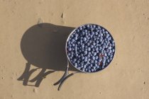 Pot de bleuets sur le sol — Photo de stock