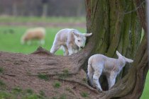 Lambs playing around the base of tree — Stock Photo