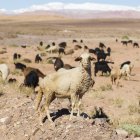 Ovejas y cabras pastando en paisaje plano - foto de stock