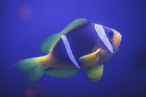 Clownfish swimming under water — Stock Photo